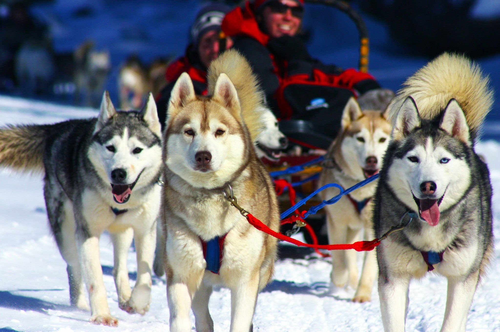 Dog Sled