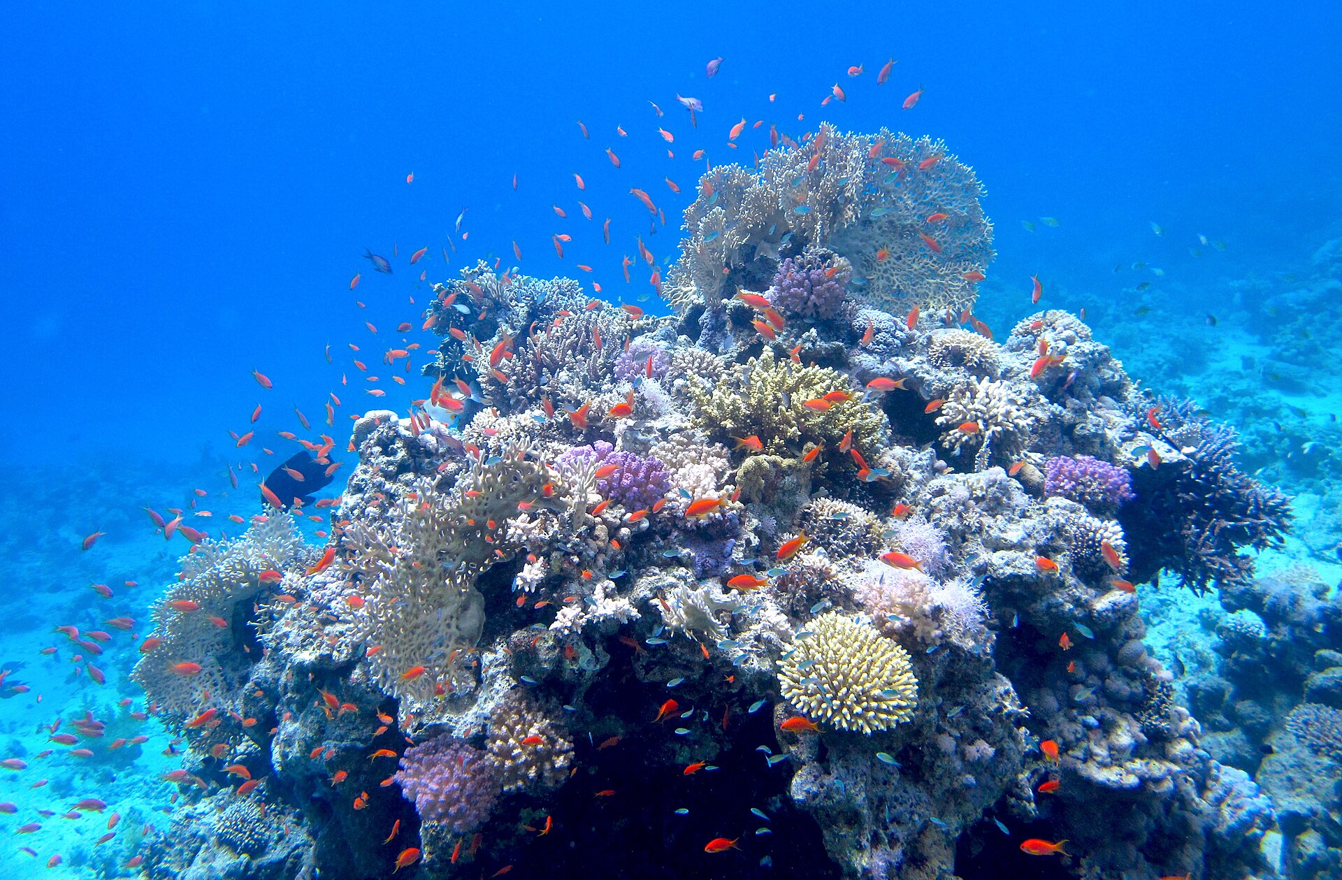 Coral reef in the Red Sea at Sharm El Sheikh