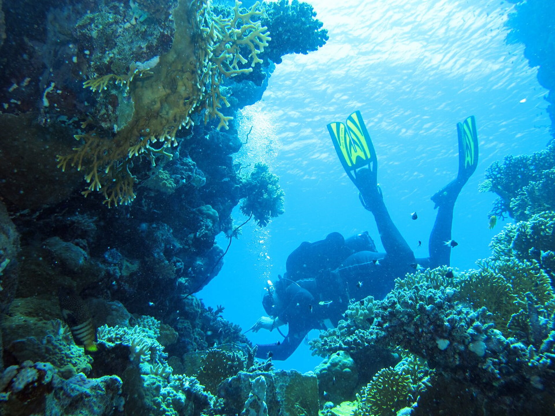 Scuba diving in the Red Sea
